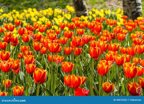 Multi Color Tulips Royalty Free Stock Photo - Image: 34972355