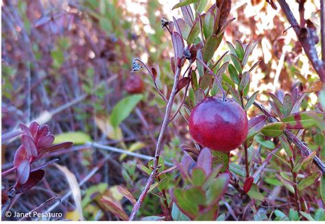 Cranberries from the wild