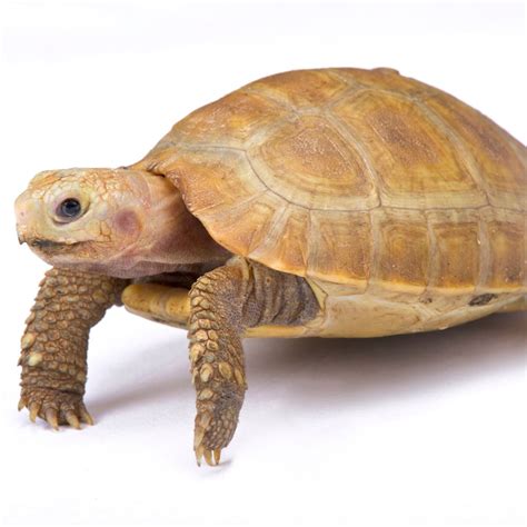 Elongated Tortoise | Tortoise care, Tortoise, Tortoises