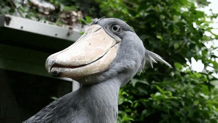 Stork Beak GIF - Find & Share on GIPHY