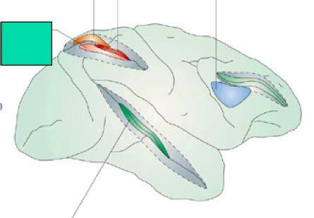 Multisensory integration Diagram | Quizlet