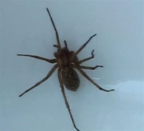 Hobo Spider Bite – Pictures, Symptoms, Causes, Treatment | hubpages