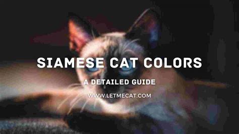 Siamese Cat Colors [Detailed Guide] – Let Me Cat