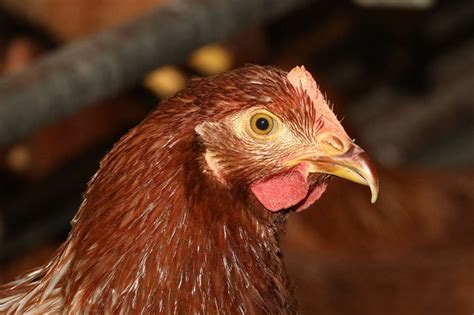 Poultry industry adapts to changes around beak trimming - Poultry World