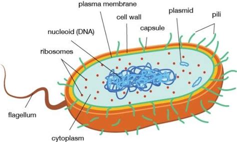 IB Biology SL Core Curriculum Revision Notes | Prokaryotic cell, Cell structure, Cell diagram