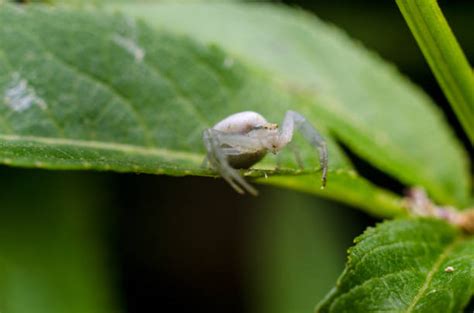 Royalty Free Crab Spider Pictures, Images and Stock Photos - iStock