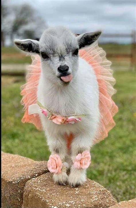 Cutie Goat Wearing a Tutu | Cute wild animals, Cute animals, Cute ...