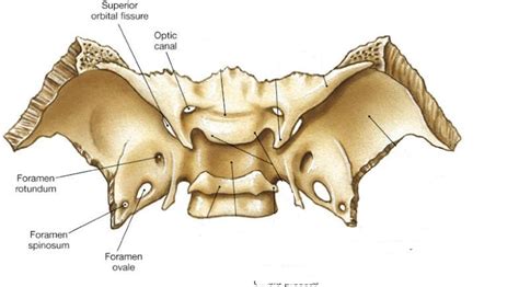 easyhumanatomy: Sphenoid: easy and brief discussion