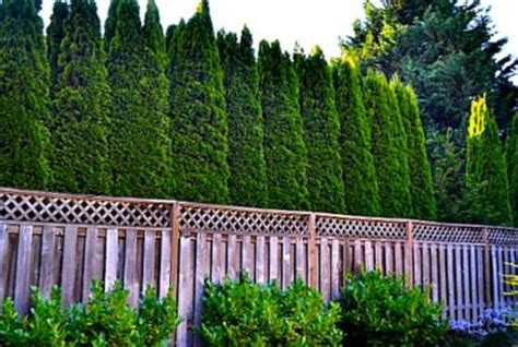 Pin by Jerry Island on backyard ideas | Privacy landscaping backyard, Privacy landscaping ...