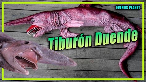 Tiburón Duende - Animales Tenebrosos Ep.12 (Mitsukurina owstoni) - YouTube