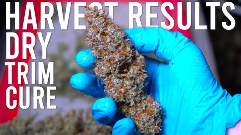 BLUE DREAM HARVEST RESULTS: DRYING, TRIMMING, CURING GUIDE - YouTube