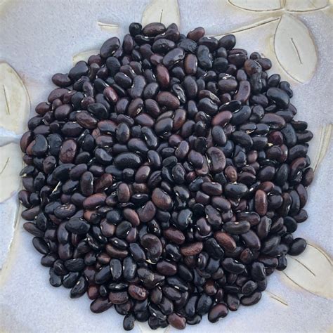 Purple Kingsessing Bean – Truelove Seeds