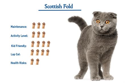 Scottish Fold Cat Breed… Everything You Need to Know at a Glance!