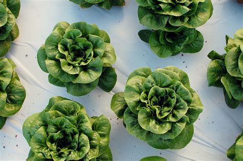 aquaponic lettuce | harvesting this morning at the food bank… | Megan ...