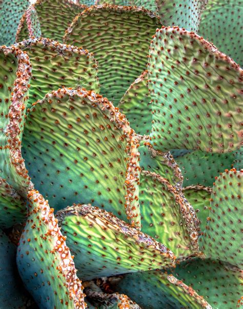 012/365: Paddle Cactus 2013-01-12 | "George" Larcher | Flickr