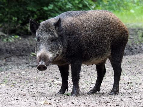 Feral Swine Threat is Real | Montana Wildlife Federation