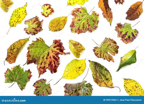 Multicolored Scattered Leaves. Colorful Autumn Leaves Collection on White Background Stock Photo ...