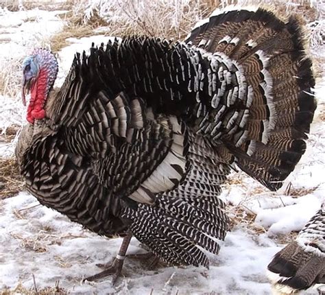 Turkey Breeds: Top 10 Most Popular Breeds Of Turkey