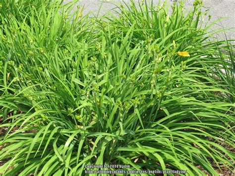 Parking Lot Daylilies - Garden.org