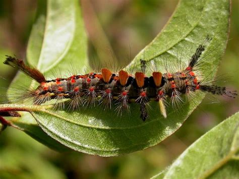 Caterpillar Life-cycle | Wildlife Insight