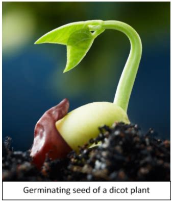 The plants whose seeds have two cotyledons are called A. Monocots B ...