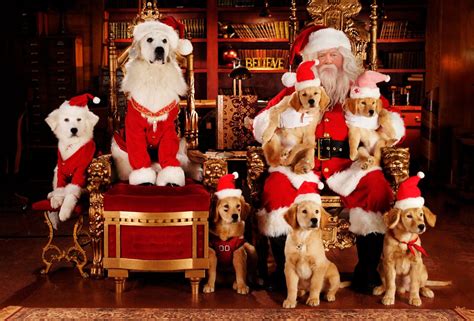 the whole family | Dog christmas pictures, Christmas dog, Pet holiday