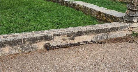 Saw these two snakes cuddling near Auditorium Shores today : r/Austin