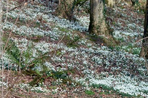 Snowdrop varieties worth growing in your garden