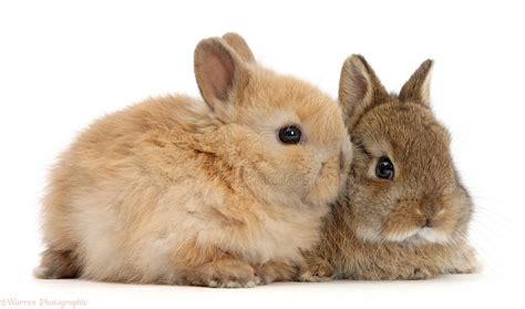 Two cute baby Netherland Dwarf rabbits photo WP47619