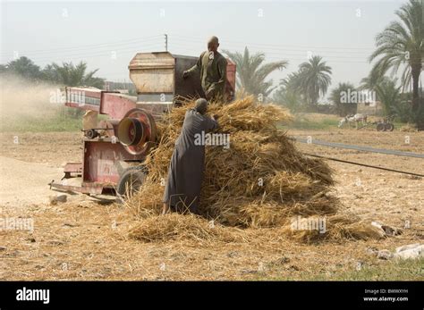 Threshing wheat with threshing machine grain used Stock Photo, Royalty Free Image: 33146725 - Alamy