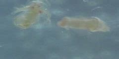 Freshwater Zooplankton - DnaTube.com - Scientific Video and Animation Site