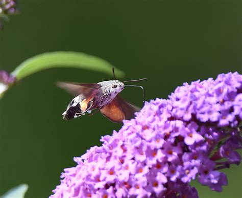 Hummingbird Hawk Moth | Wildlife Diary