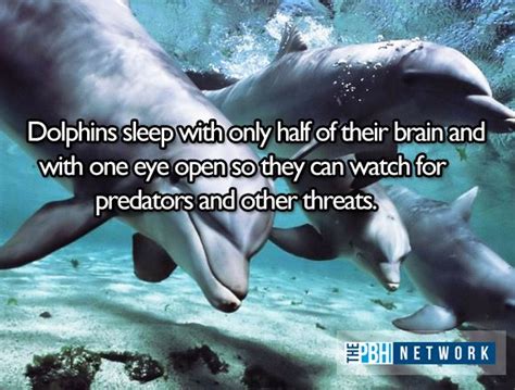 10 Amazing facts about ocean animals (10 pics) | Amazing Creatures