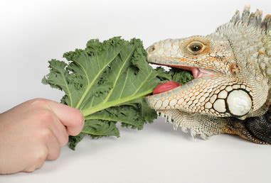 Pet Green Iguana Food, Treats, Diet & Nutrition