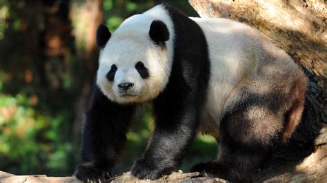 Proud papa panda Tian Tian lounges about at the National Zoo - The ...