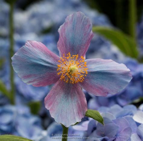 Blue Poppies 2013 :: Beautiful Flower Pictures Blog