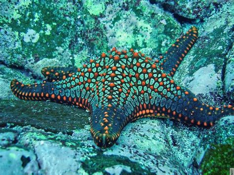 Starfish - Bing Underwater Images, Underwater Photography, Life Under The Sea, Fishing World ...