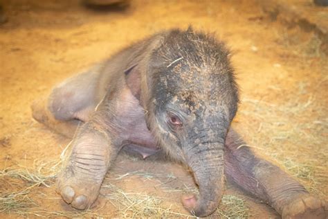 We Have Another Baby Elephant at the Houston Zoo | Houstonia Magazine