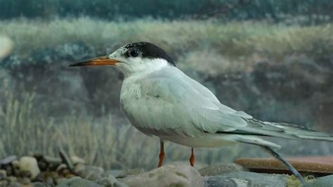 Common Tern - New England Aquarium