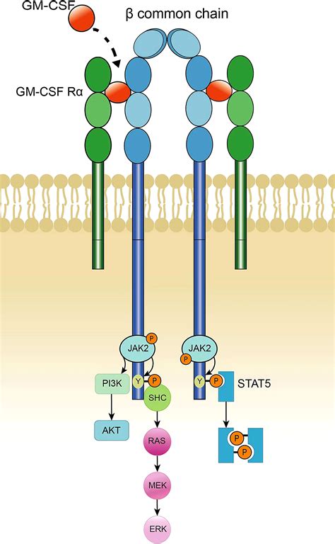 Frontiers | Role of GM-CSF in lung balance and disease