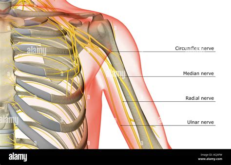 Shoulder Anatomy Nerves