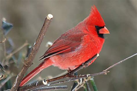 Wild life: Cute Cardinal | wild birds