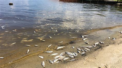 Experts predict fish kills will continue for weeks in NC