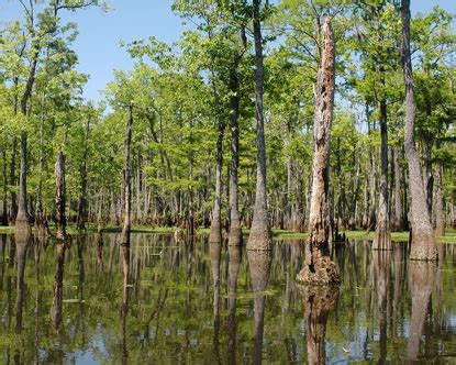 Louisiana Bayou - Louisiana Swamps - Largest Swamp in Louisiana