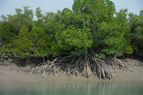 India's Sundarbans: One Incredible Estuary (Part II) - AMAZONAS Magazine