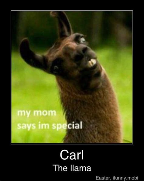 Carl the llama - Meme by Kavan234 :) Memedroid