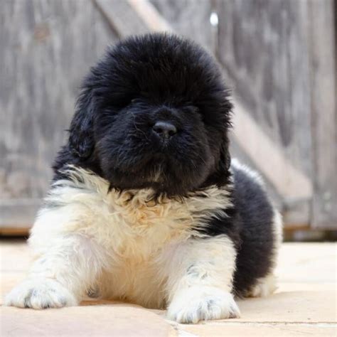 The 9 Best Newfoundland Dog Breeders In The United States