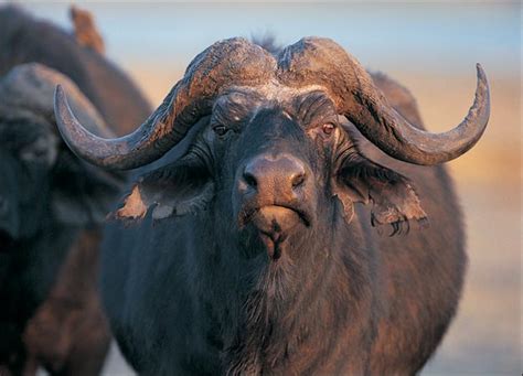 Buffalo | Animal Wildlife