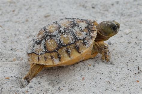 BABY GOPHER TORTOISE | Egmont Key State Park Hillsborough Co… | Mike & Patti Young | Flickr