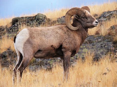 Bighorn sheep genome sequenced | Canadian Geographic